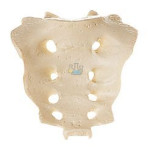 Sacrum (Os sacrum) Male Model
